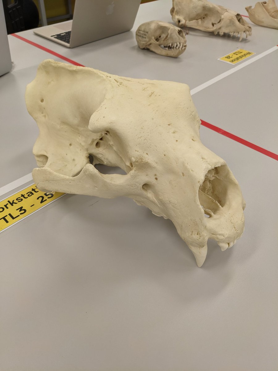 ChloeDu34867542's tweet photo. There was a polar bear skull in class today and as a human anatomy student, I'm fascinated by how many more pores there are for blood vessels and nerves than there are in human skulls. I'd love to look more into that and why evolution made it that way.
#MarEnvS20 https://t.co/wkiMQ9Cb6s