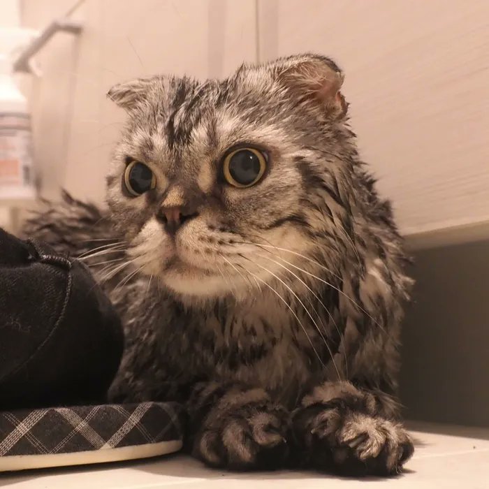 服の中でそそう?突然環境が変わると猫もびっくりするお話【連載】渋ネコししまるさん#184|ねこのきもちWEB MAGAZINE https://t.co/6Ze2IHv8Am 