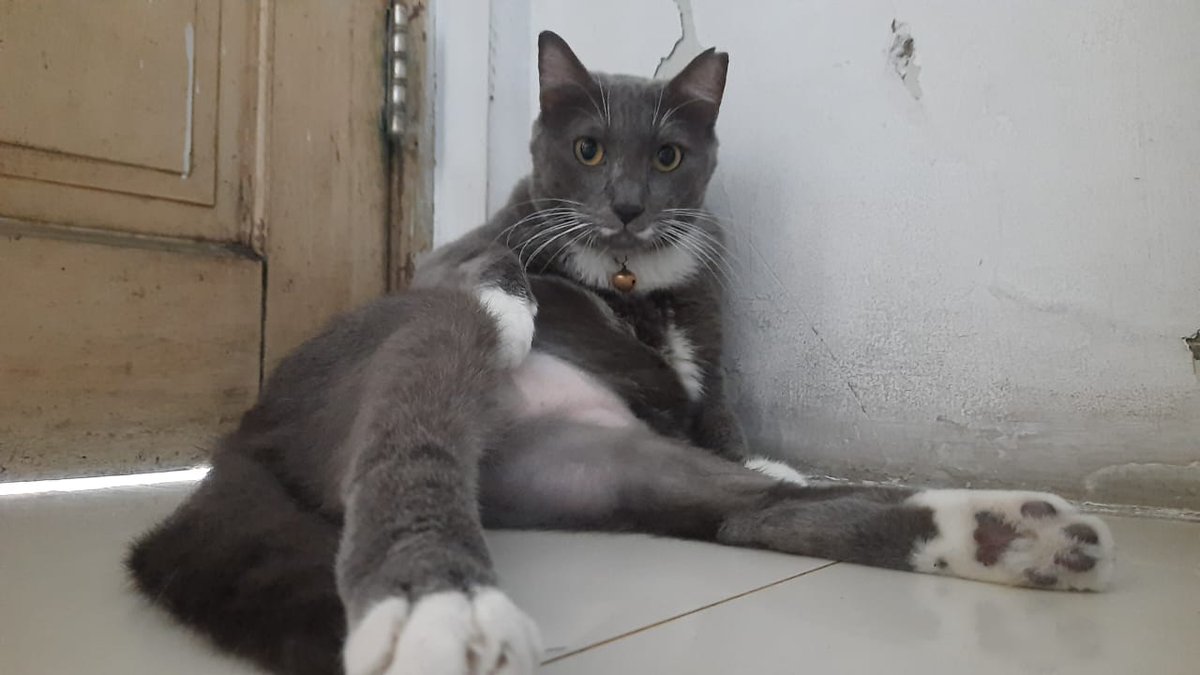 phauzia's tweet photo. @kochengfs Para jagoan dirumah.. 🤭😂🤣 https://t.co/a7wORWzguV