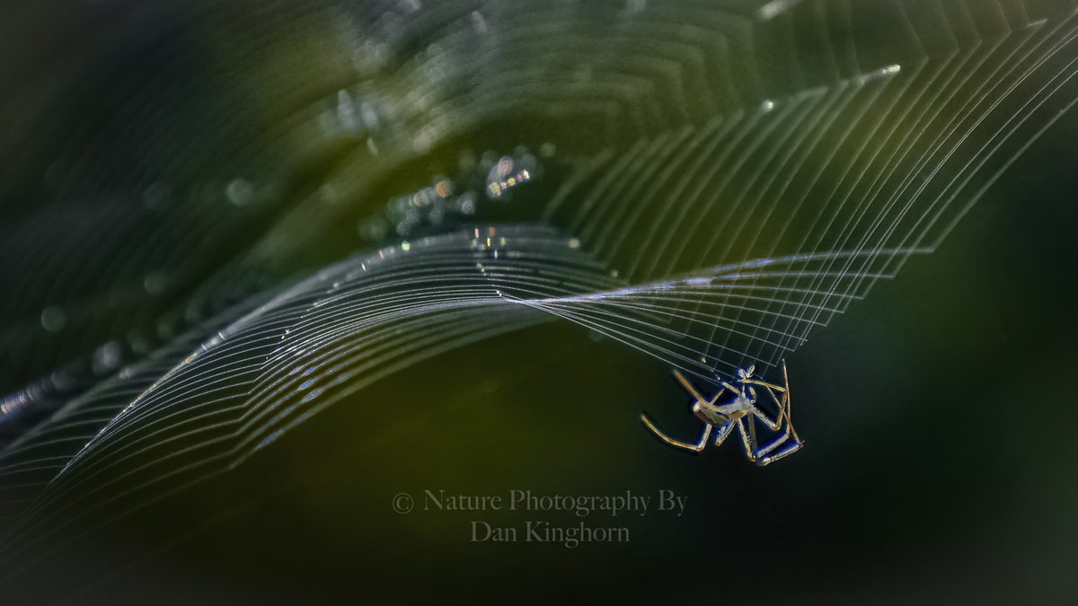 Dan_Kinghorn77's tweet image. #NaturePhotography #TheWeb #TheWorldWideWeb