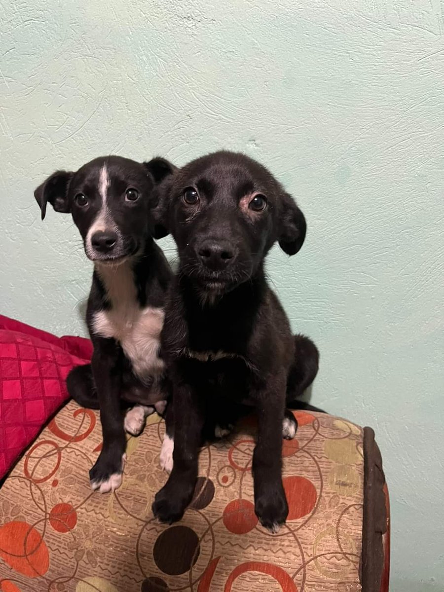 HydeTercero's tweet photo. Cachorros rescatados en Bogotá necesitan hogares estables y responsables.
Una hembra, y un macho🐶.

Mayor información 319 7158237 https://t.co/AvmuCwihnS