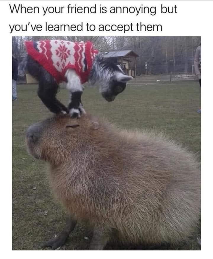 ImAprilNotMay's tweet image. Layla (13) and Hazel (7-10 months) 😆🤣