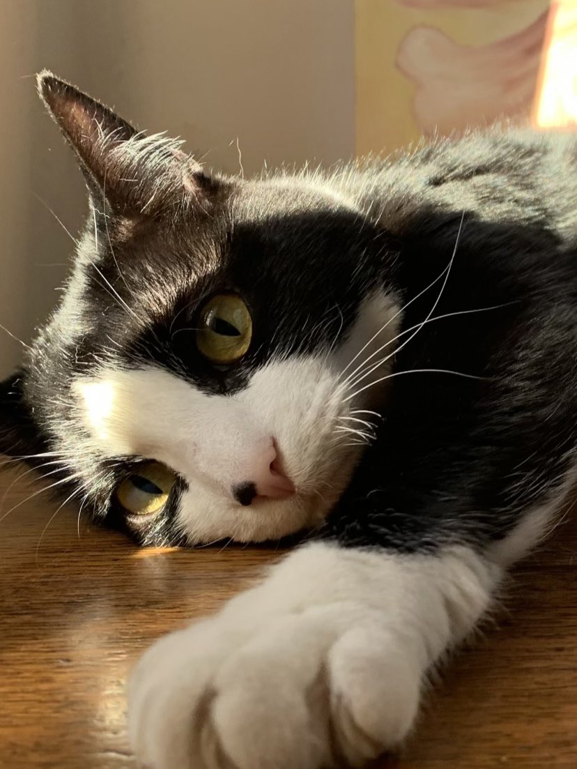 psicoletso's tweet photo. @migatodinamita Mi Suricat 🤍🖤 https://t.co/xNmh8lbNXN