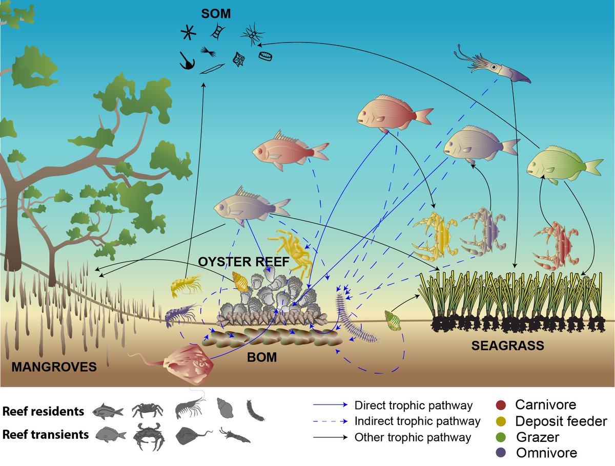 Our paper describing the trophic structure of remnant #oysterreefs within the estuarine #seascape using #SIA is out!
We found that oyster reefs are key foraging grounds within the estuarine seascape. Want to know more? Full paper here: rdcu.be/c3kNE