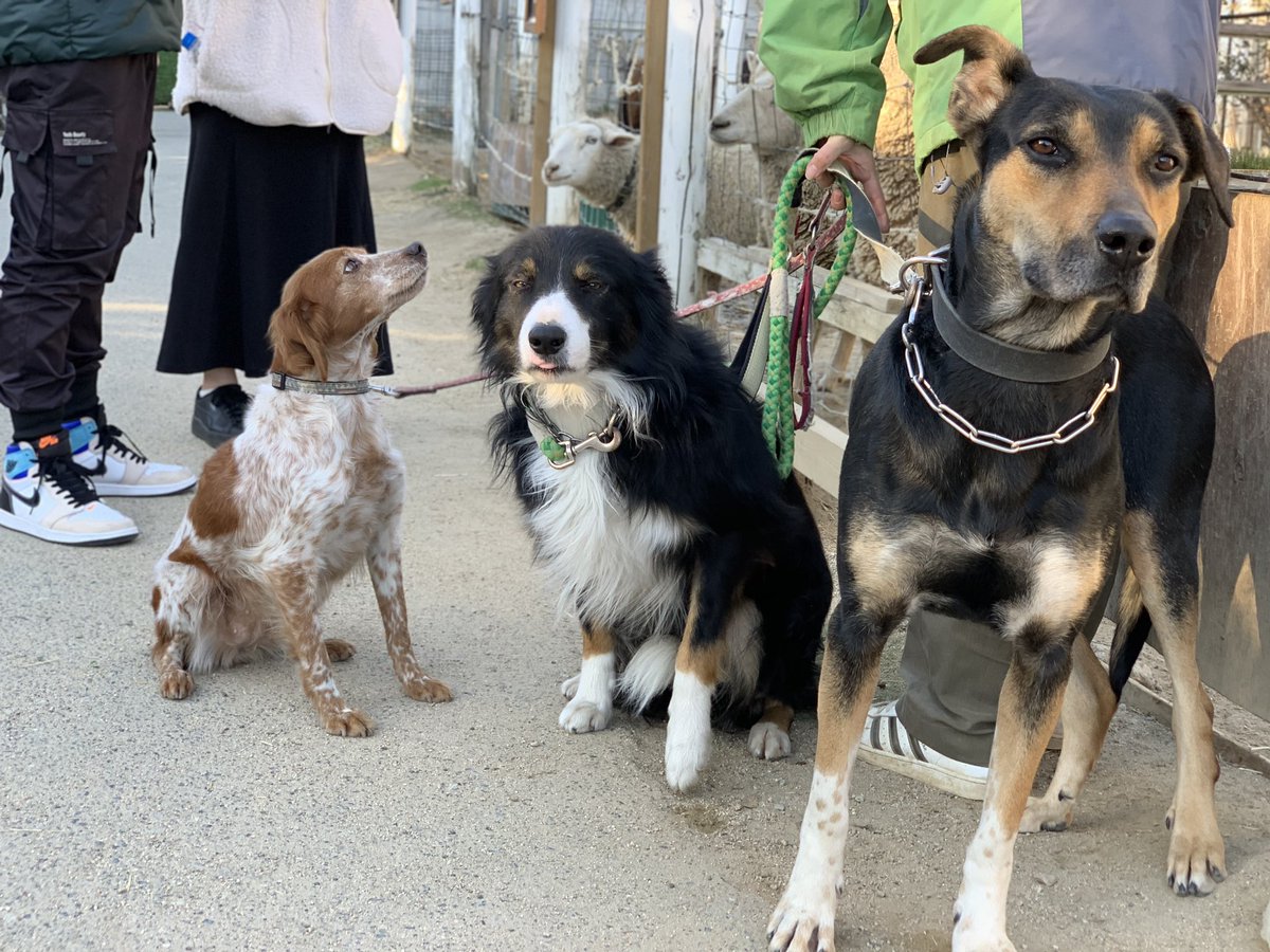 2023.1.11

大中小🐶

 #神戸どうぶつ王国
 #ブリタニースパニエル
 #カンナ♀
 #brittanyspaniel
 #ボーダーコリー
 #ハート♂
 #bordercollie
 #ニュージーランドハンタウェイ
 #ナスキー♀
 #newzealandhuntaway