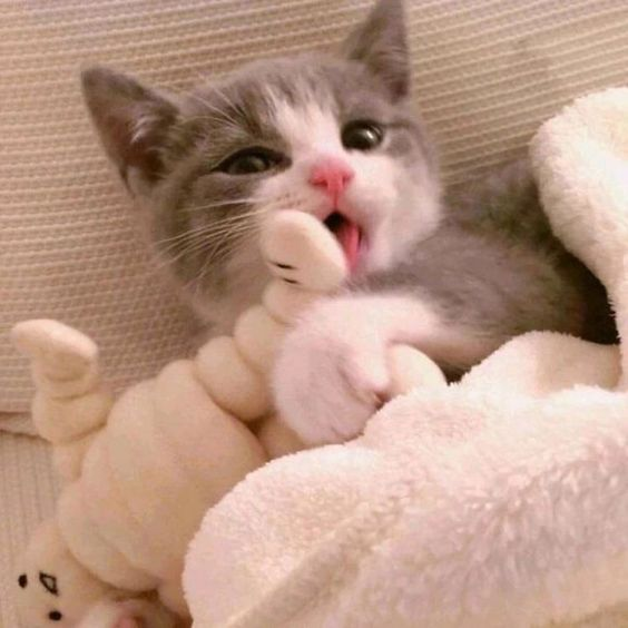 night night, i love you