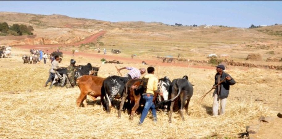 Eritrea19911's tweet photo. ፍረ ጻዕርኹም ምእኩት (ማዕጺድ ዝሰብር )ምህርቲ እፍጠረልኩም ሓኾተ ህዝቢ ኤርትራ ርሂጸ በላዕ ዕድመን ጥዕናን ይሃብኩም❤️🇪🇷🇪🇷🇪🇷❤️ https://t.co/2Su4kHcN3L
