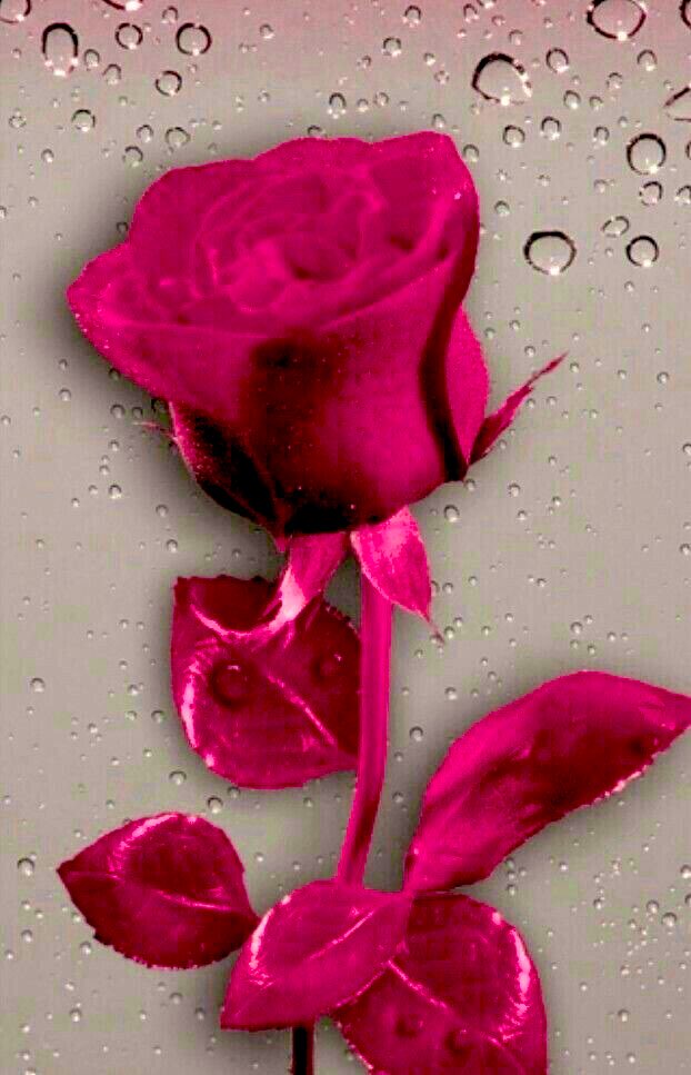 “İşte bunların, Allah kalplerinde olanı bilmektedir. O halde sen, onlardan yüz çevir, onlara öğüt ver ve onlara nefislerine ilişkin açık ve etkileyici söz söyle.”

(Nisa Sûresi, 63)

HAYIRLI ve NURLU CUMA’LAR…