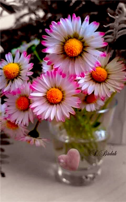 “Allah’ım! Cehennem azabından ve fitnesinden, kabirde azaba dûçâr kalmaktan, zenginlik ve fakirlik fitnelerinin şerrinden ve Mesîh-i Deccal’ın fitnesinin şerrinden de Sana iltica ediyorum.”

HAYIRLI ve NURLU CUMA’LAR…