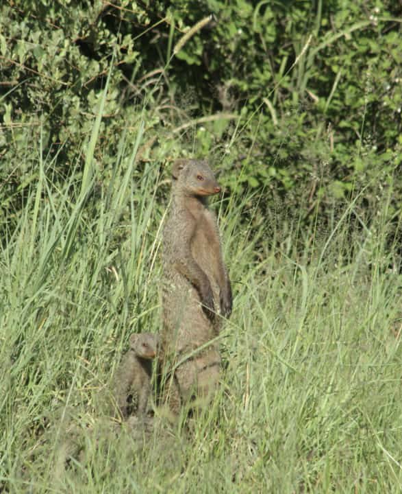 thebushhouse's tweet photo. Hey the weekend is almost in sight as these #bandedmongoose have seen! #gamedrive#madikwe https://t.co/5kGIVOAhDu