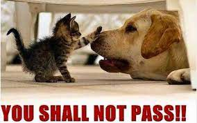 meanderwithme's tweet photo. @bunsenbernerbmd Do you own a cat? https://t.co/LfD75Ays9e