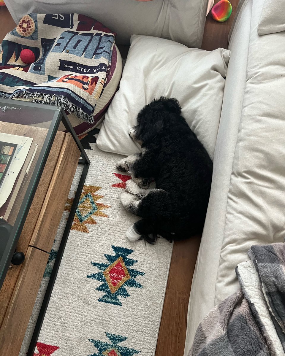 LeLoveDrug's tweet photo. Cute af #pandadoodle #dogs https://t.co/Gm1NawJ5JB