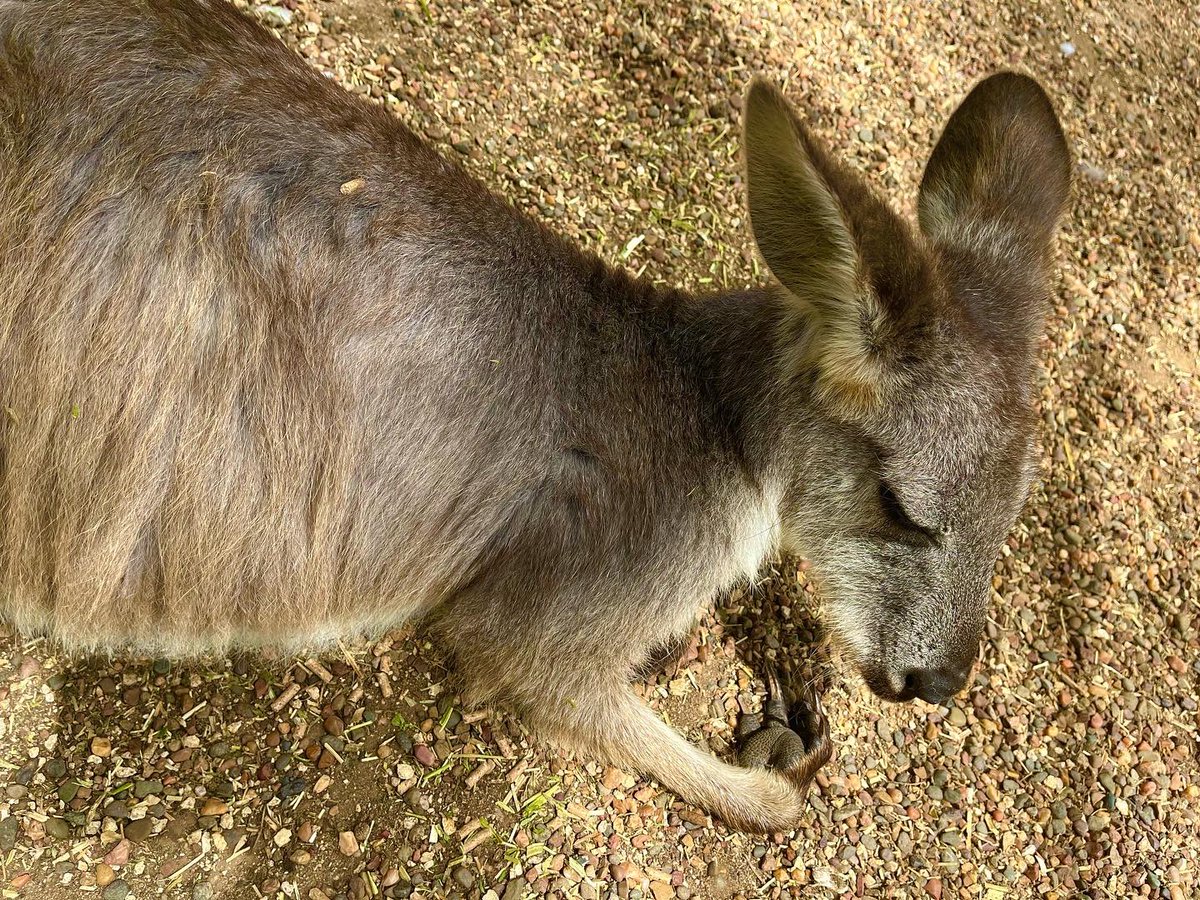rebecca_dewa's tweet photo. Could not come to Australia without seeing the Kolas & Kangaroos π¦πΊ π¨π¦
#Australia #Tourist #Sightseeing #Travel #ThingsToSeeInSydney #TravelPics #Explore #VisitSydney #VisitAustralia #Kola #Kolas #Kangaroo #Kangaroos #WhiteIbis #BlueWingedKookabura #AustraliaPelican #Sydney https://t.co/wXahwk82Vo
