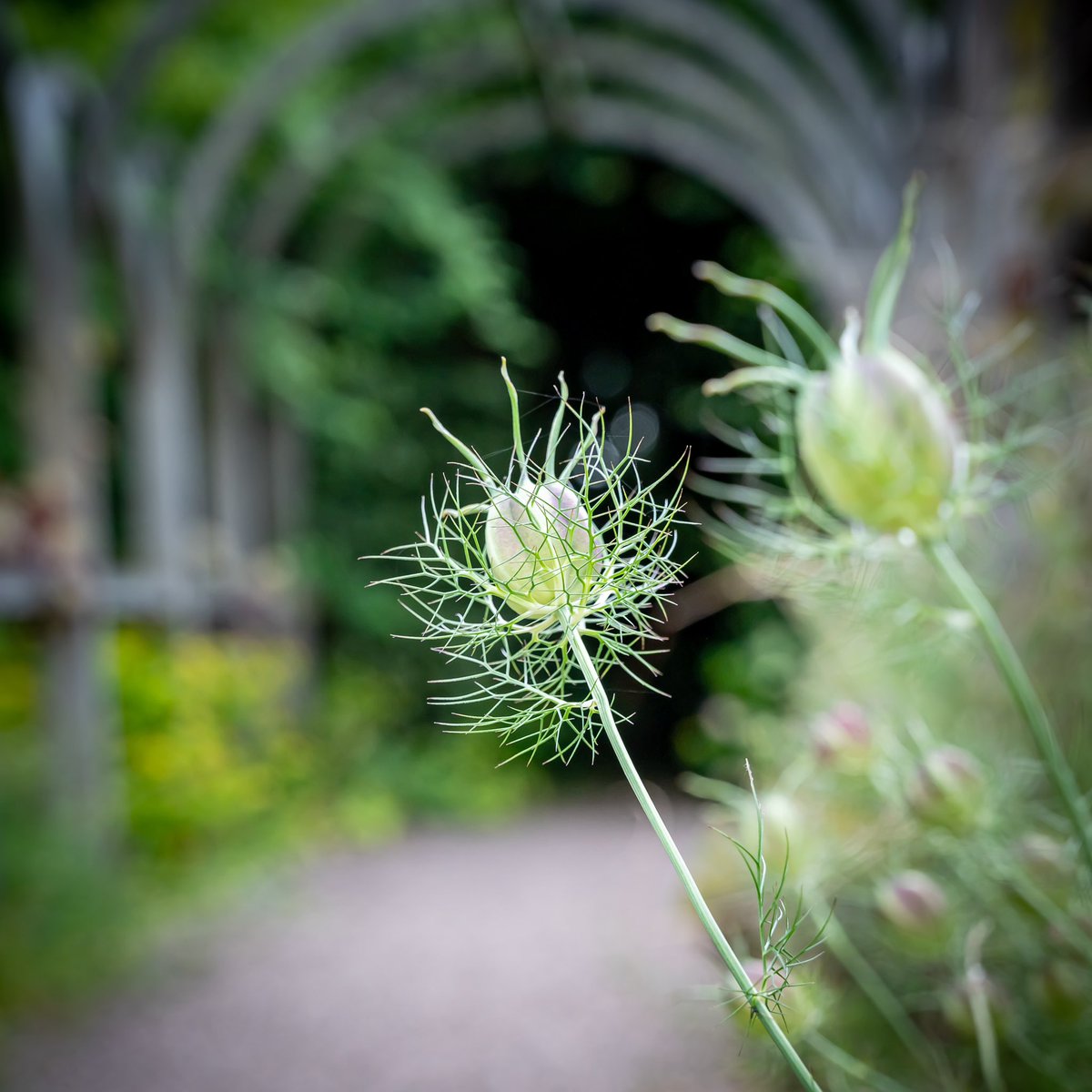HarrisonPhair's tweet photo. Moseley Old Hall
@nationaltrust
#nikon #z6
#topiary #topiarygarden #hedge #hedging #box #boxhedge #clipped #knot #garden #knotgarden #nationaltrust #formalgarden #moseleyoldhall #moseley #gardenphotography #landscapephotography #landscapearchitecture #Nature #Seeds #seedheads https://t.co/JX45bBzPF7