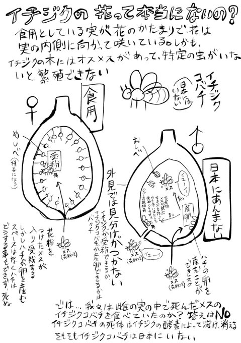 インターネットでイチジクの繁殖調べたら変だった 