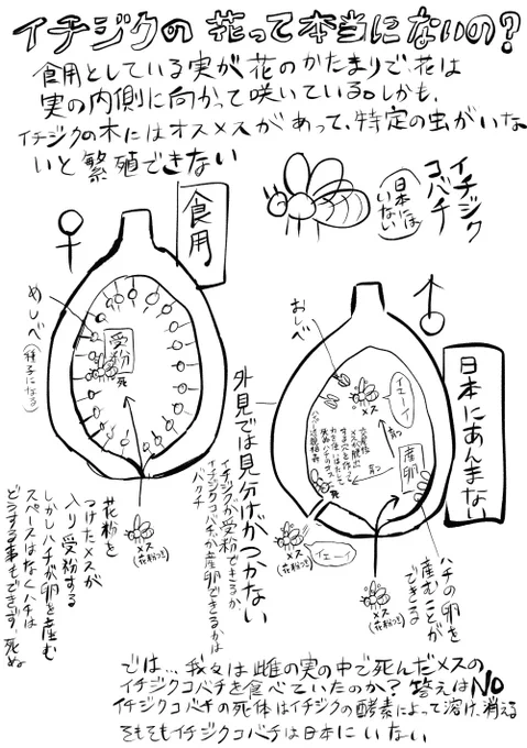 インターネットでイチジクの繁殖調べたら変だった 