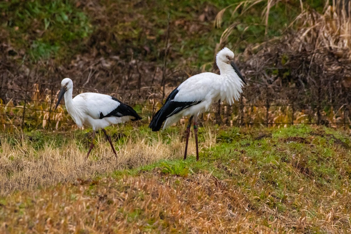 s7t73pf71's tweet photo. コウノトリの姉妹
#コウノトリ #野鳥 #j0231 #j0358 #姉妹 #島根県 https://t.co/cB9XqEEaTD