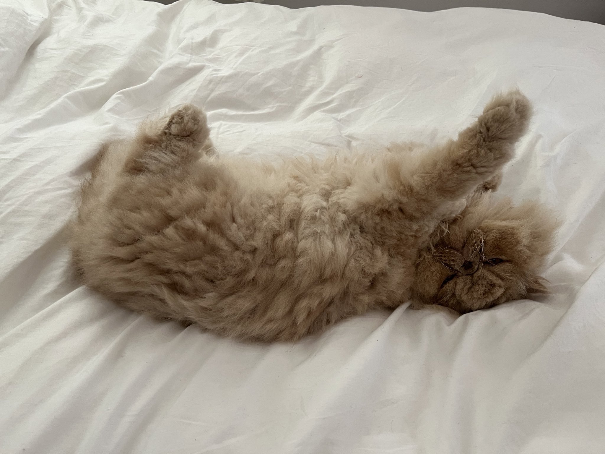 Princess Cin on Twitter " brattybunny My furry king 💗 https //t.co