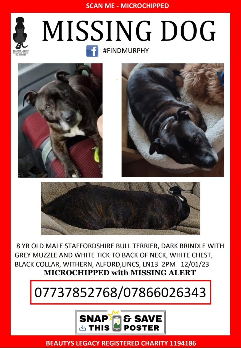 Older staffy escaped garden.presumed picked up, as no sightings. His dad is beside himself. 
#Lincolnshire 
#findmurphy @looknorthBBC @LincsLive @LincsFM @BBCRadioLincs @LincsPolice @LincolnshireCC