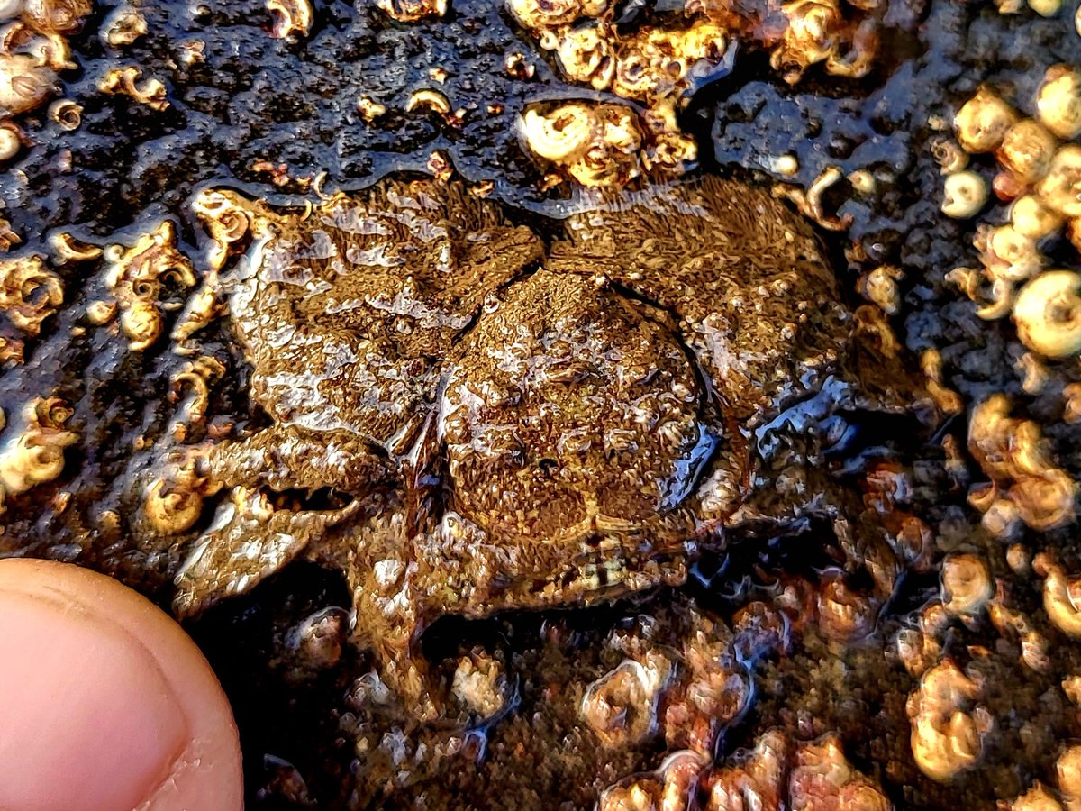 cormac_mcginley's tweet photo. A Broad Clawed Porcelain Crab (Porcellana platycheles), County Clare, Ireland. https://t.co/1WAeVwQqpj
