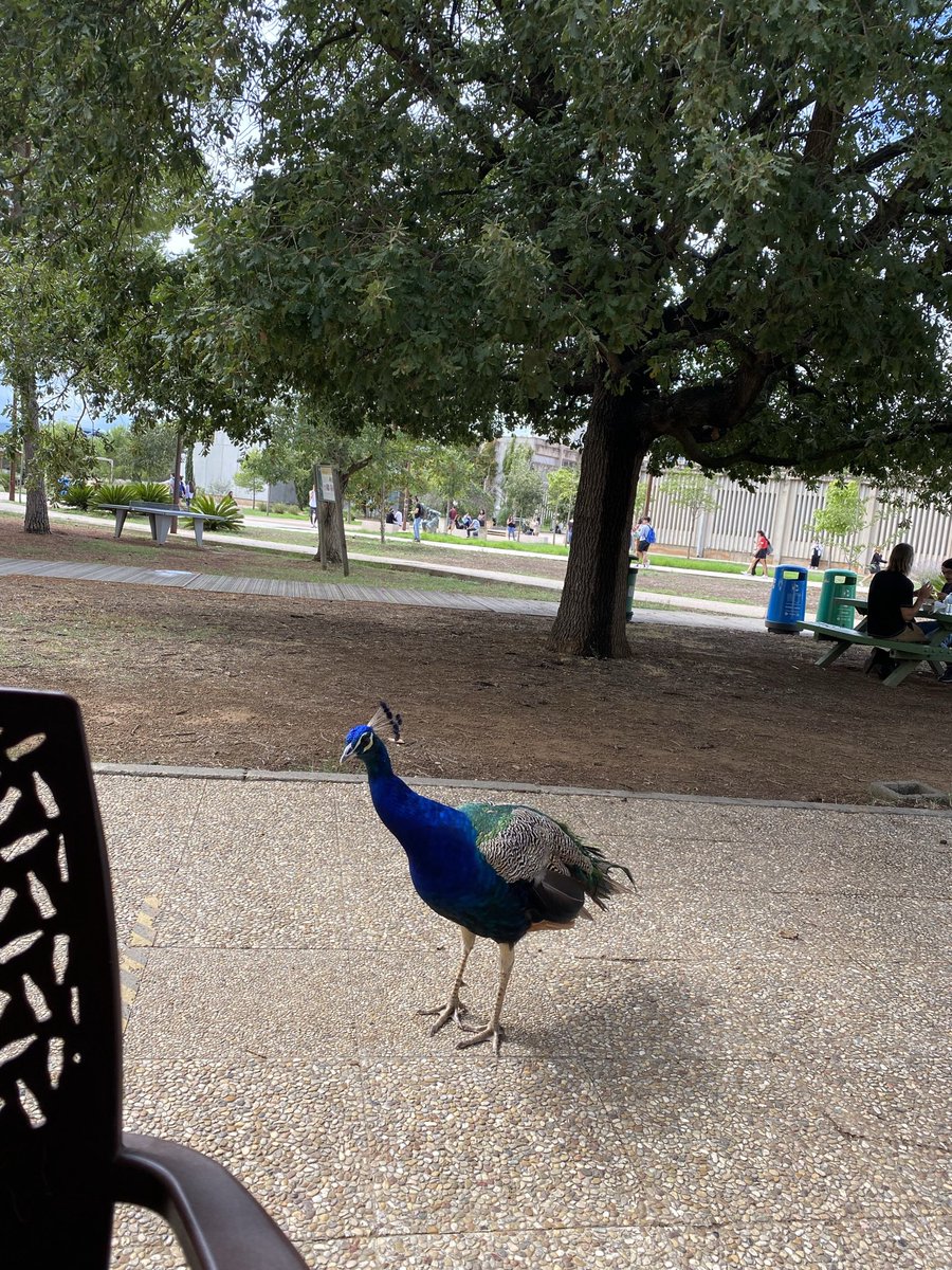 University of Illes Balears