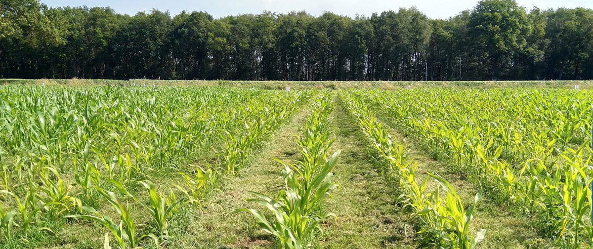Van 16 - 19 januari vindt de jaarlijkse Biokennisweek in Den Bosch en online plaats. Enkele projecten en meerdere thema's van AgroProeftuin de Peel passeren hier ook de revue. Zoals workshops veldrobots en maisteelt in permanent grasland. 
agroproeftuindepeel.nl/actualiteit/ve…
