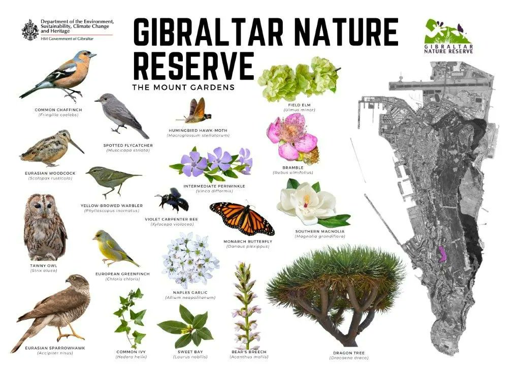 Different areas of Gibraltar boast their own wildlife... take a moment to look around & immerse yourself in nature 💚 #naturetherapy #biodiversity #gibnaturereserve #naturalhabitats #wildlife