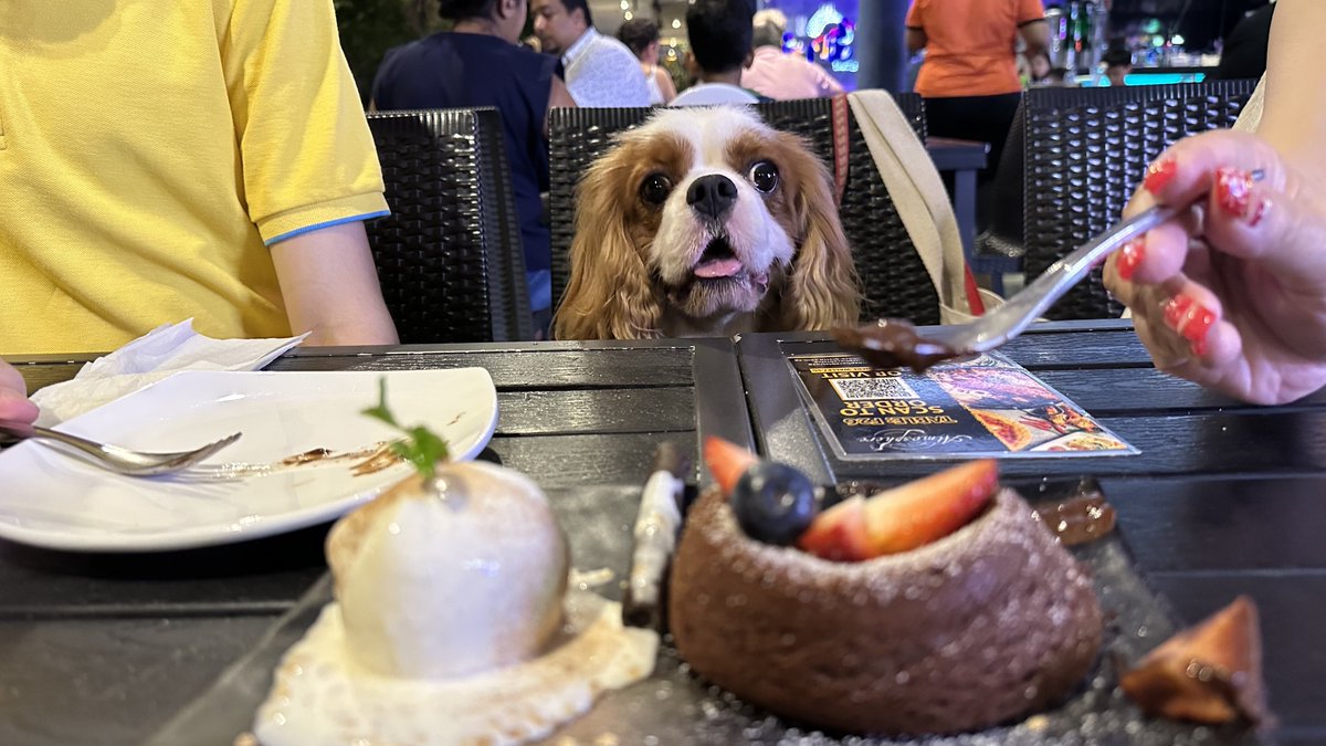 This is what hopeful looks like. #dogsoftwitter