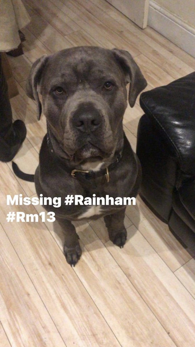 JacquiSaid's tweet photo. Please help me #FindRoco #Rainham #Essex #Rm13 @MissingPetsGB @rosieDoc2 @AlanDaffern @MPSRainham https://t.co/4Q7t8oXwho https://t.co/KyVhTAQj5f