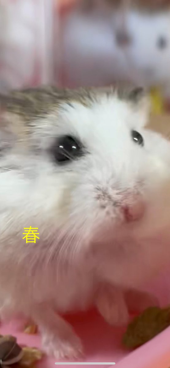ziyake_777's tweet photo. 🐇🦩🐇😄こんばんは🎑

今日もお疲れ様でした〜💐

#はるるんるんタイム🥘

体重は凛だけ⬇️1

🙇‍♂️🐹🐹🐹🐹🍁#ハムスター
💫素敵な夜をおやすみハムハム〜🍄 https://t.co/zKNQ42sU9e