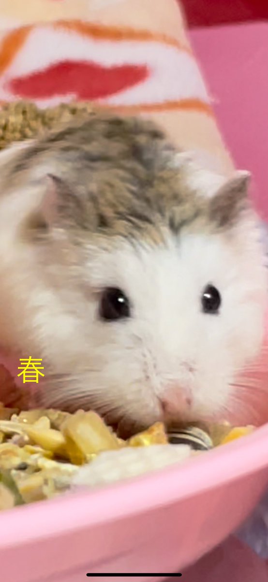 ziyake_777's tweet photo. 🐇🦩🐇😄こんばんは🎑

今日もお疲れ様でした〜💐

#はるるんるんタイム🥘

体重は凛だけ⬇️1

🙇‍♂️🐹🐹🐹🐹🍁#ハムスター
💫素敵な夜をおやすみハムハム〜🍄 https://t.co/zKNQ42sU9e