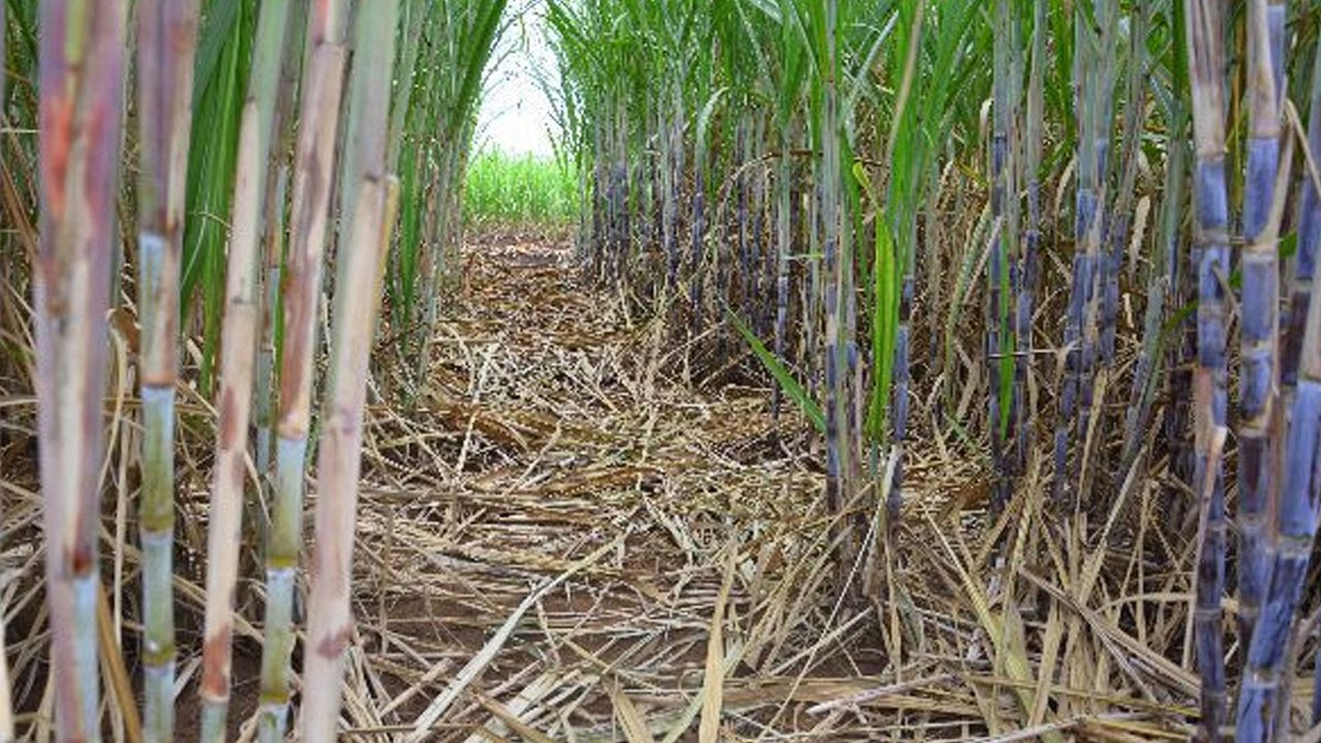 FBC_News's tweet photo. Minister for Sugar Charan Jeath Singh says Fiji does not necessarily have to sell sugar overseas and has revealed plans to build a sugar refinery in Labasa.
#FBCNews  #FijiNews #Fiji 
More: https://t.co/NmgzAcm4GC https://t.co/DM4NSk3kYy