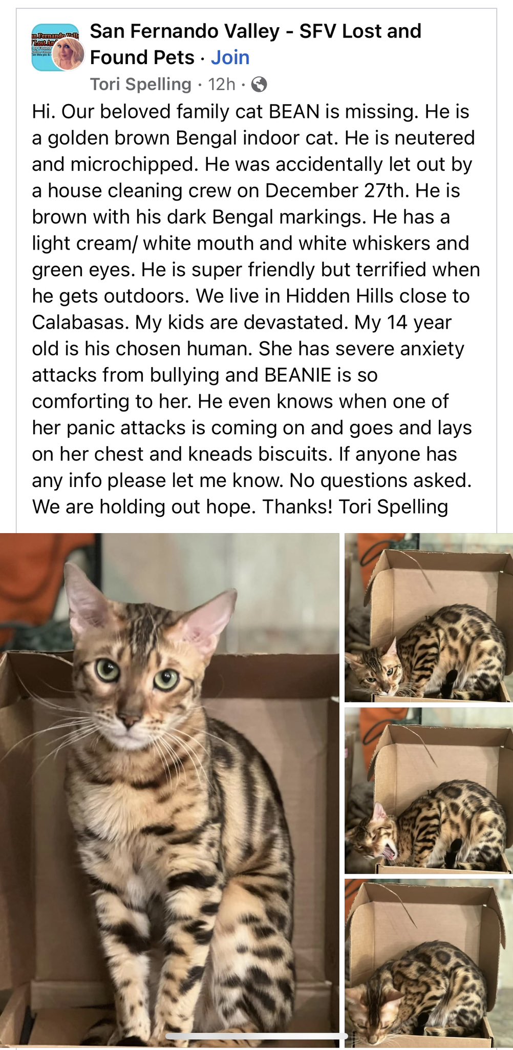 Indoor cat cheap missing