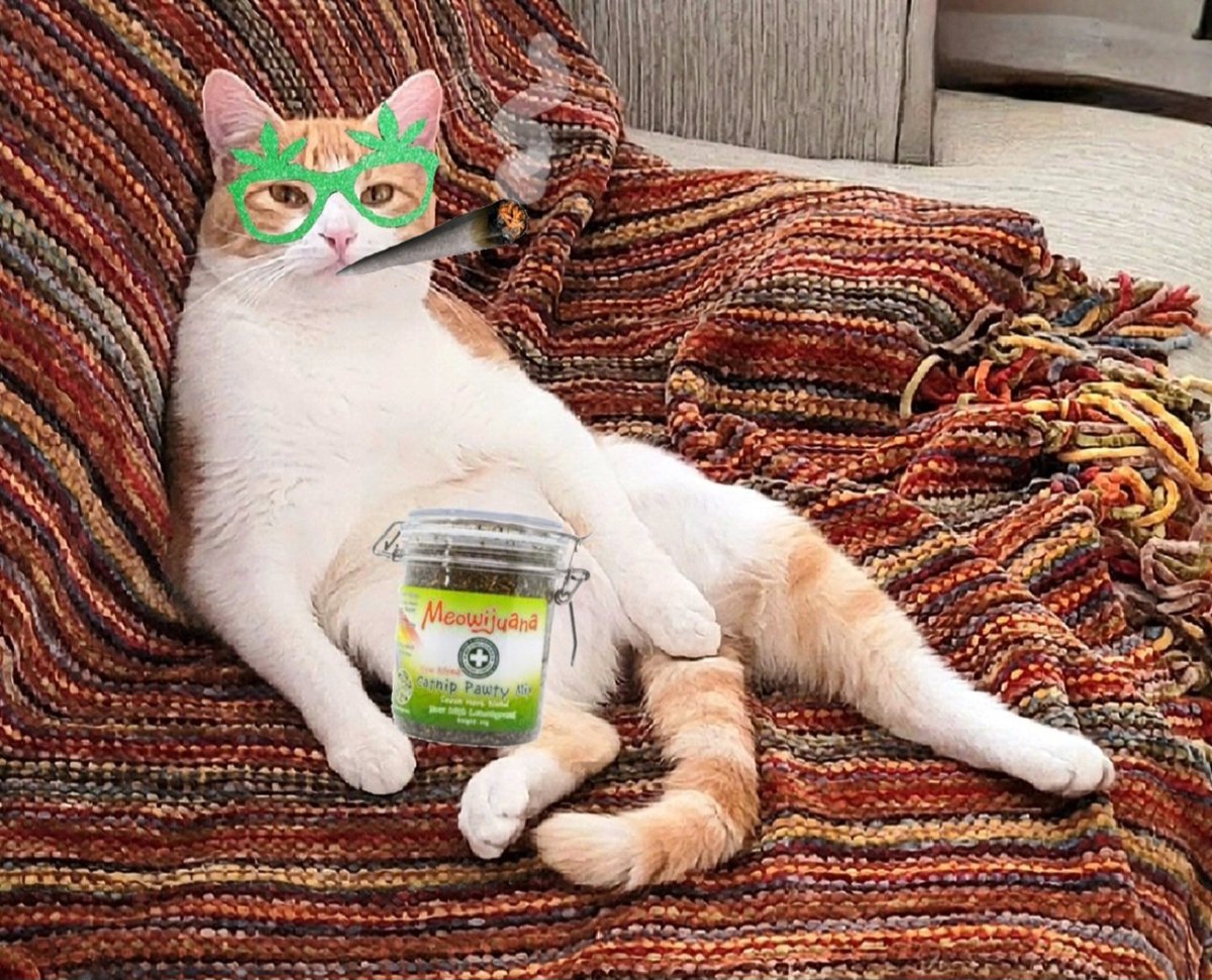 resistance_ms's tweet photo. #ItsAllFunAndGamesUntil u get ahold of this Kush catnip๐ https://t.co/yElMq37F6K