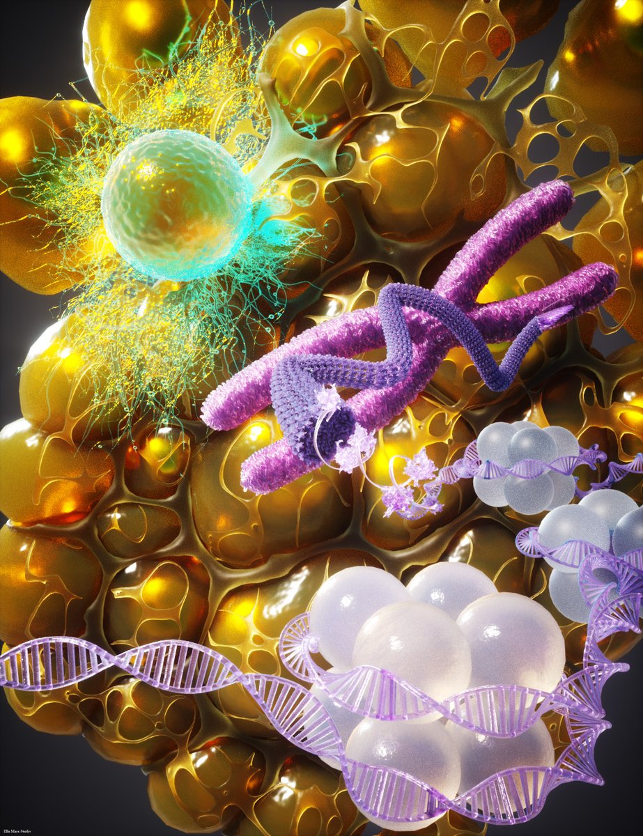 ScienceMagazine's tweet photo. A history of obesity caused by a high-fat diet produces changes in innate immunity that can promote inflammatory disease—changes that persist even after weight loss and a return to normal metabolism, according to a new Science study in mice. https://t.co/rlOG9O3dhi https://t.co/DsrHZLqOsx
