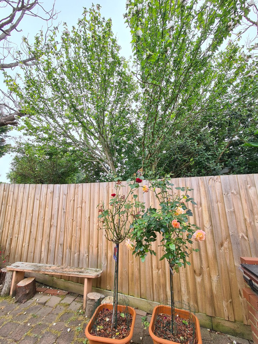 ng_nino's tweet photo. Beautiful tree flowering from our neiboughour ... just above our garden fence :) #whitebeauty #flowertree #neighbours #Flowers #NaturePhotography #naturelovers #phdlife #phvoice #phdchat #me https://t.co/1JBaH8mO4Q