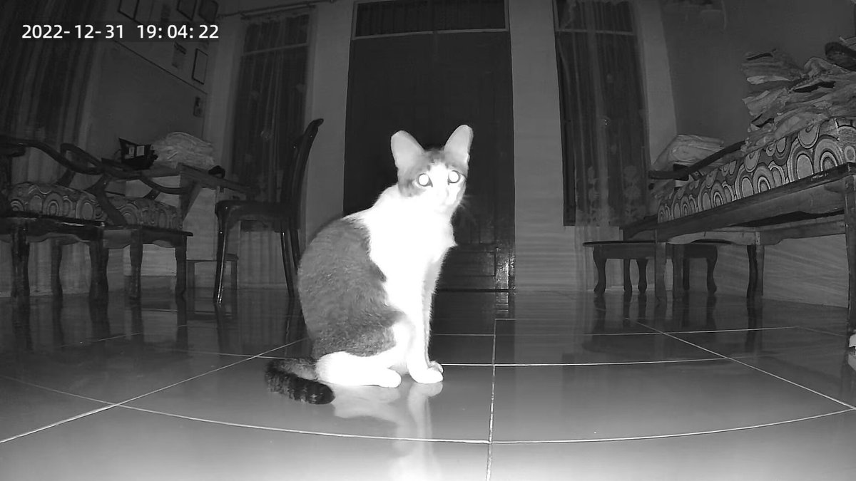 kochengfs's tweet photo. 🐈 Beli tempat makan yg ada cctvnya biar bisa pantau anabul kalo lagi pergi. Bukannya tenang malah sedih 😭 siapa yg kayak gini juga? 🥺🥺 https://t.co/Pj5SCcppkm