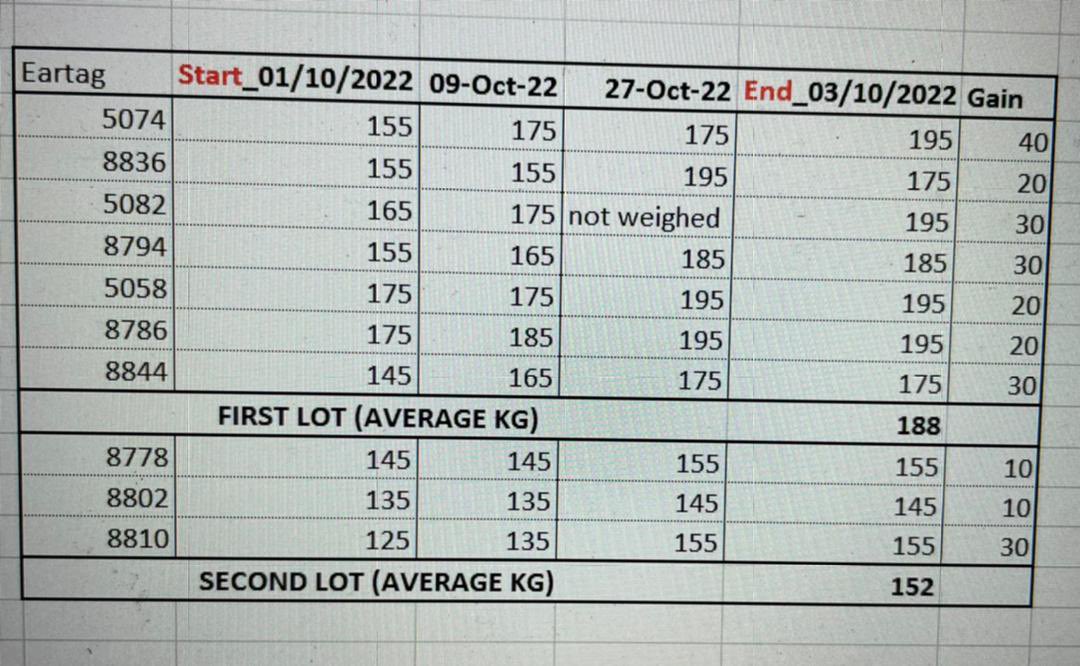 sweetveld's tweet photo. I have rounded livestock before using the weighing belt. Second picture is the gains. End date is 03/11/2022 (typo 🫣). Last picture is the auction summary of the weight . The weigh belt and is good start. I do not have a digital scale yet . #sweetveld https://t.co/PU0XBpzwMo
