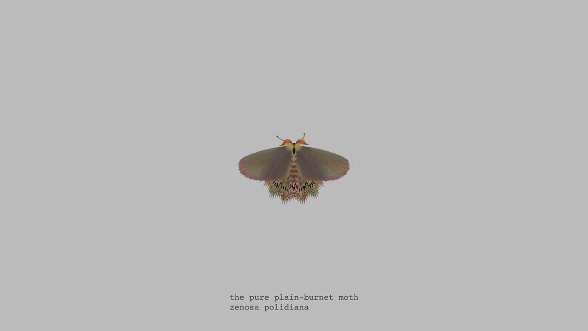 moth generator (@mothgenerator) / Posts / X