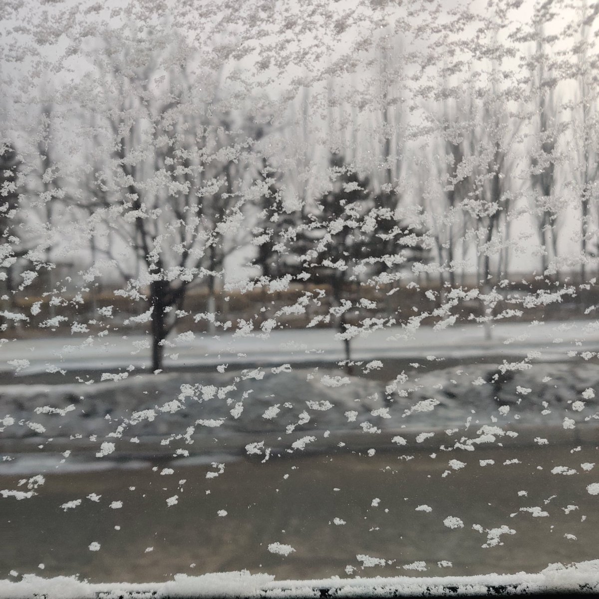 __sirou_'s tweet photo. 入冬的时候和室友说今年好想找个对象一起看雪，今天终于下雪啦，可我还是一个人耶🥰小猫也只剩下一只噜，今天给小猫加了厚垫子，重新整理了猫窝，希望可以平安过冬啦💕 https://t.co/mUhqU61uwg