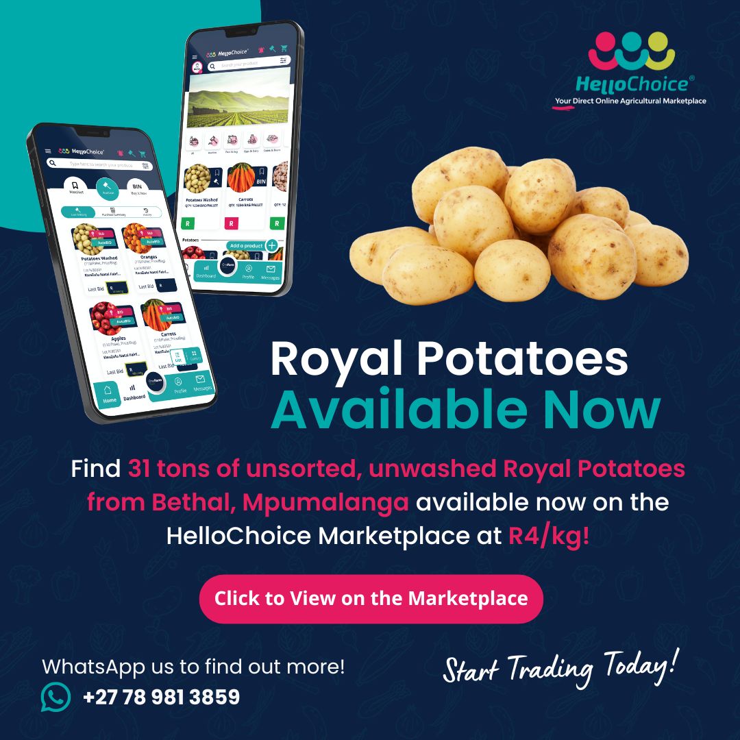 Buyers: You can find 31 tons of unsorted, unwashed Royal Potatoes from Bethal, Mpumalanga on our marketplace at R4/kg today!

If you're interested, follow this link: market.hellochoice.co.za or WhatsApp our Trade Advisors at 078 981 3859

#onlinemarketplace #potatoes #buyinbulk