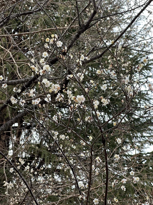 梅が咲いてた! 