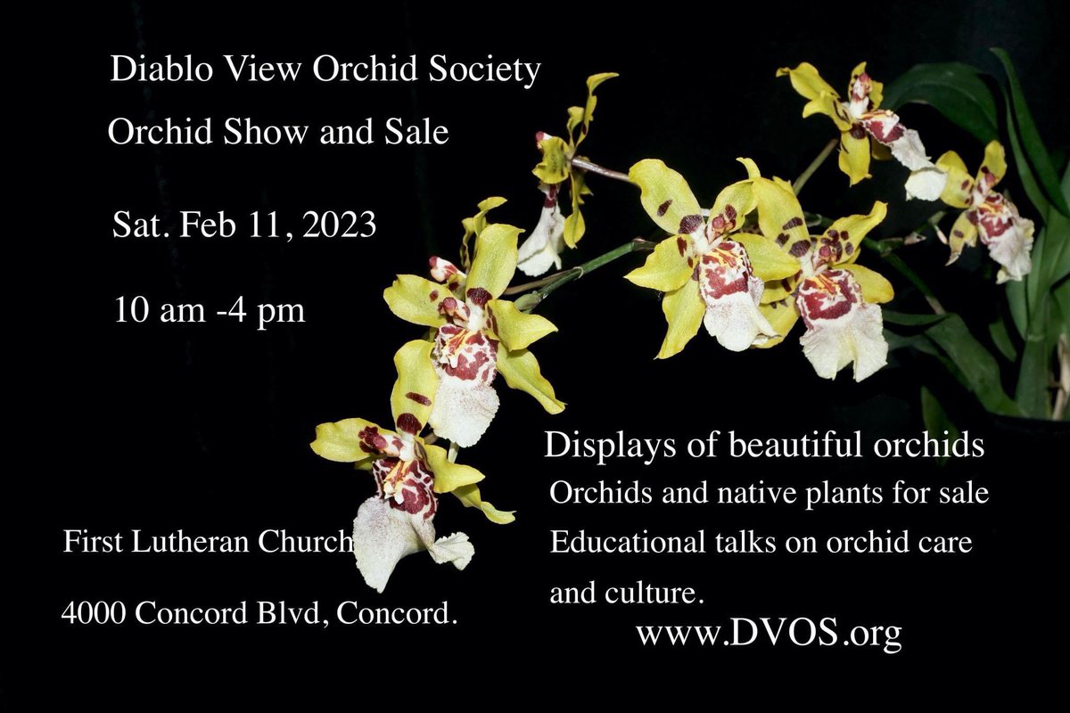 Diablo View Orchid Society Orchid Show and Sale, February 11, 2023 from 10 AM to 4 PM. Show this tweet to get in for $3.  #orchids #orchidshow #dvos
