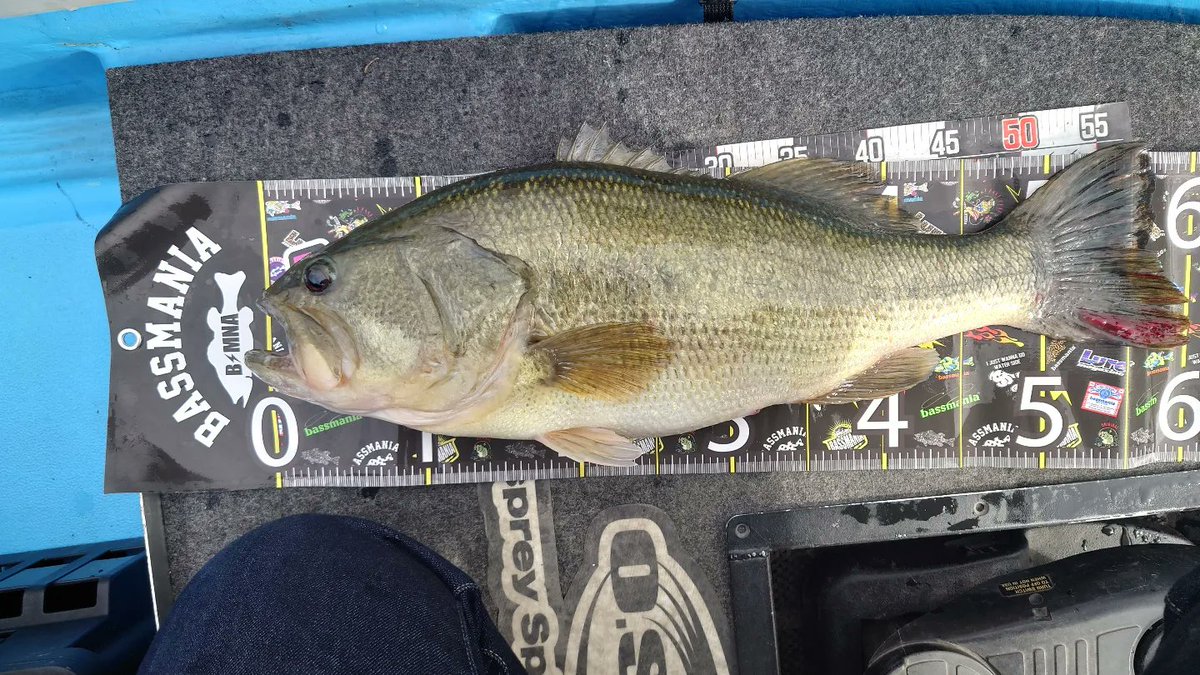 FishingInb's tweet photo. https://t.co/IjjKD5sqeJ
★動画投稿いたしました！！
ついに捕らえた三島湖モンスター！
57cm！！
久しぶりに超震えた1匹でした！
今後このサイズを超えるには琵琶湖や池原、亀山ダムや河口湖でのやり込みが無いと釣れる気はしないです(；´∀｀)
#三島湖 #バス釣りyoutube #バス釣り最高 https://t.co/3eywOzLe9p