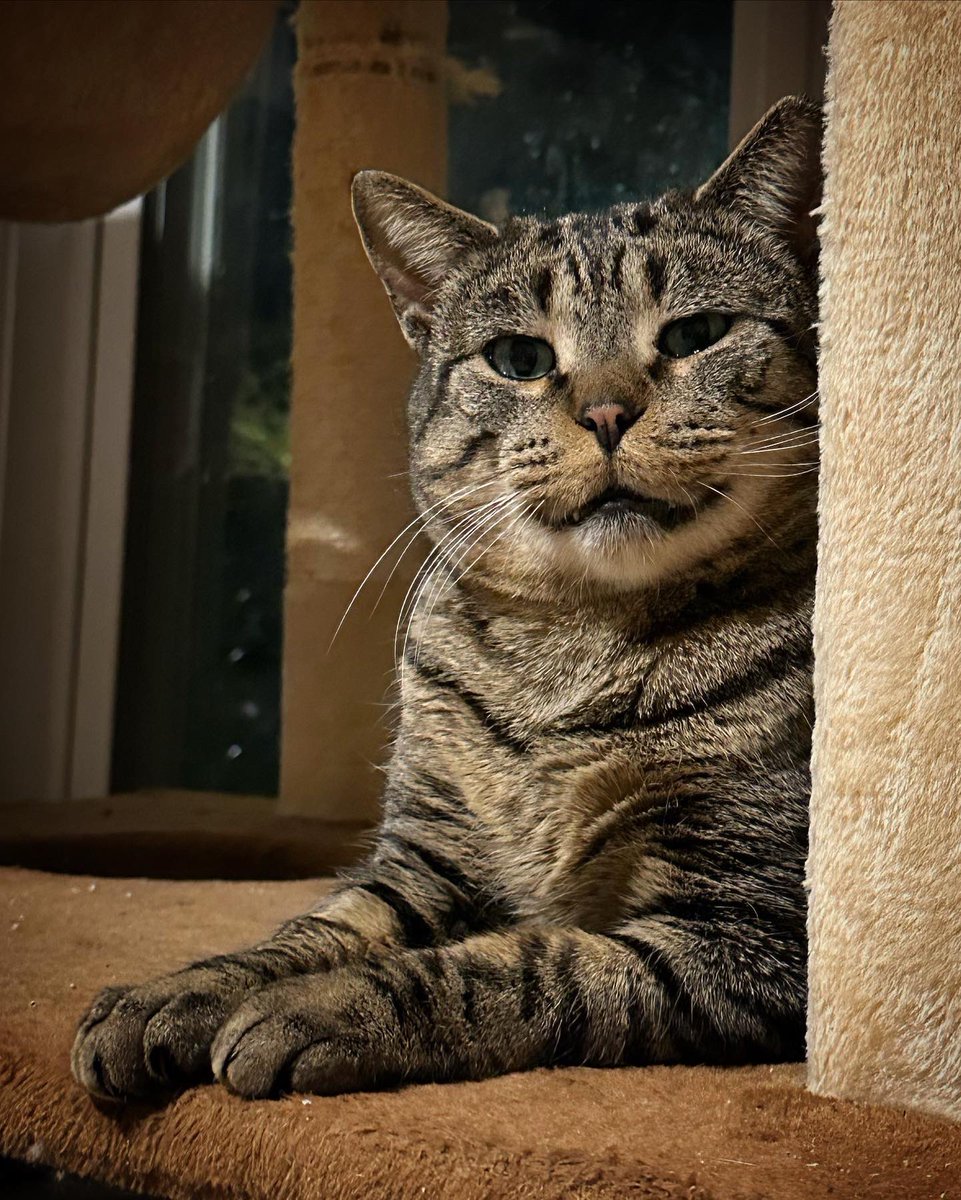 363 Days #befriendingbuddy #feral #cat #CatsofTwittter #CatsOnTwitter