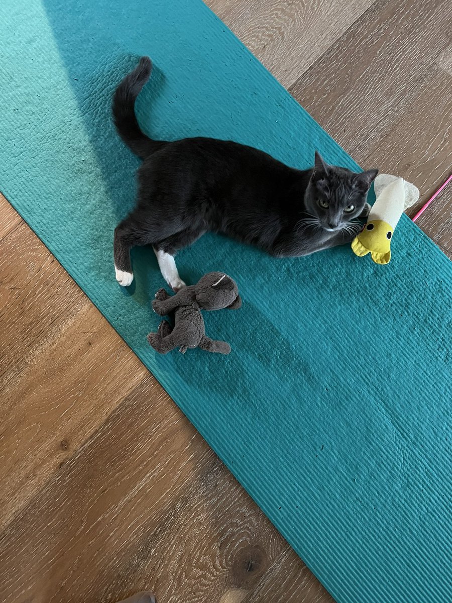 すみか🐱 tweet media