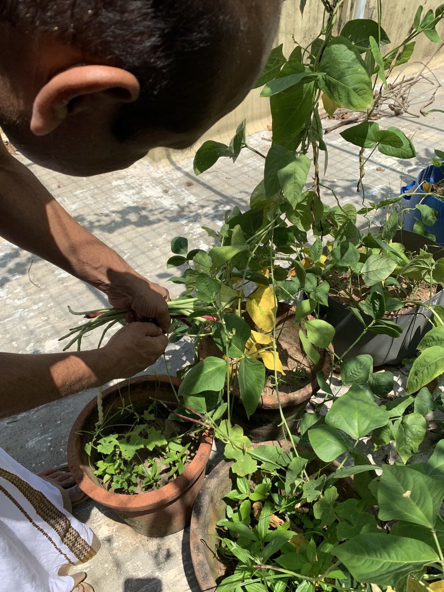 My little garden on rooftop

It is always a pleasure to spend little time for fruits, vegetables & flowers 

#RooftopGarden