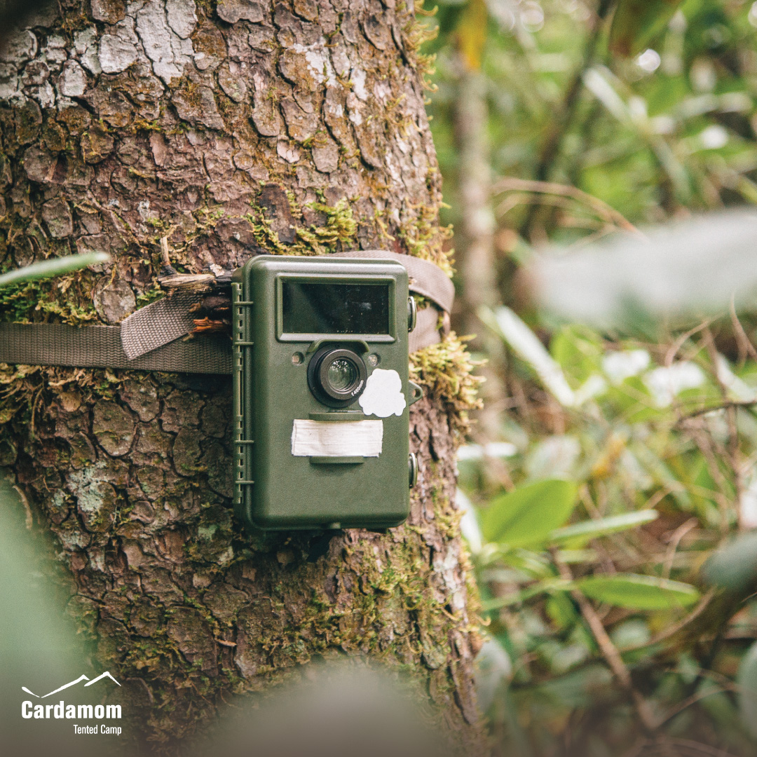 cardamomtent's tweet photo. Camera traps are essential tools for wildlife conservationists, and have evolved significantly since the days of tripwires and hand-operated remotes. 

#CardamomTentedCamp #travel #sustainable #ecotourism #RestarTourism #YourStayKeepstheForestStanding https://t.co/VGP404R4dt