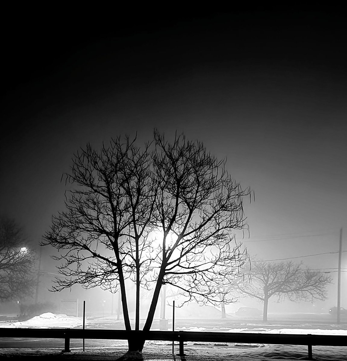 EBROOM2016's tweet image. This tree reminds me of The Ring every time I look out my window. Waiting for Samara to crawl out of the TV.. #TheRing #Samara #EvilTree