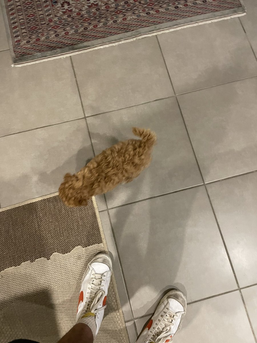 ThatAngMoh's tweet image. Hello, I have a dog now